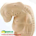 ANATOMY38(12476) Medical Anatomical Human Four-week Large Embryo Amplification Model 12476